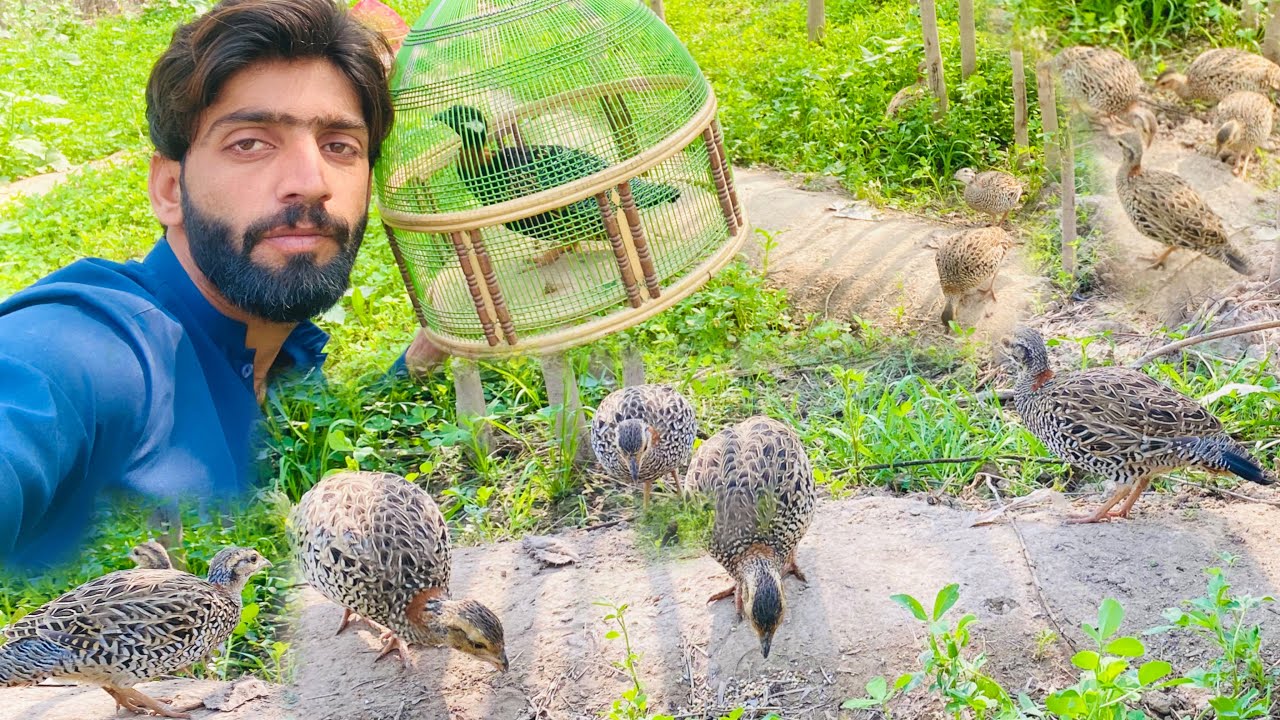 Kala Teetar Ki Farm Me Bohat Sare Teetar Chor Diye  Black Franclion Breeding Season 2026 🥰