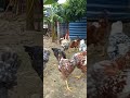 gallinas gigantes mil flor el guabeño +593990783819