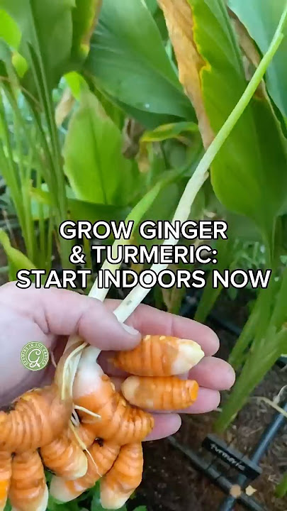 Grow Ginger & Turmeric–Start Indoors Now!
