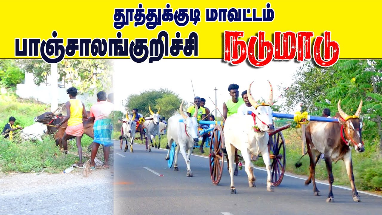 2தூத்துக்குடி மாவட்டம் பாஞ்சாலங்குறிச்சி நடுமாடு பந்தயம் 11,05,2025