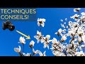 Techniques et conseils photo pour les fleurs   