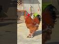 Cochin vs Brahma: The Gentle Giants Of The Chicken World.