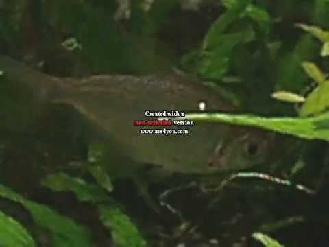 characidae.wmv / charasidae.sp ?