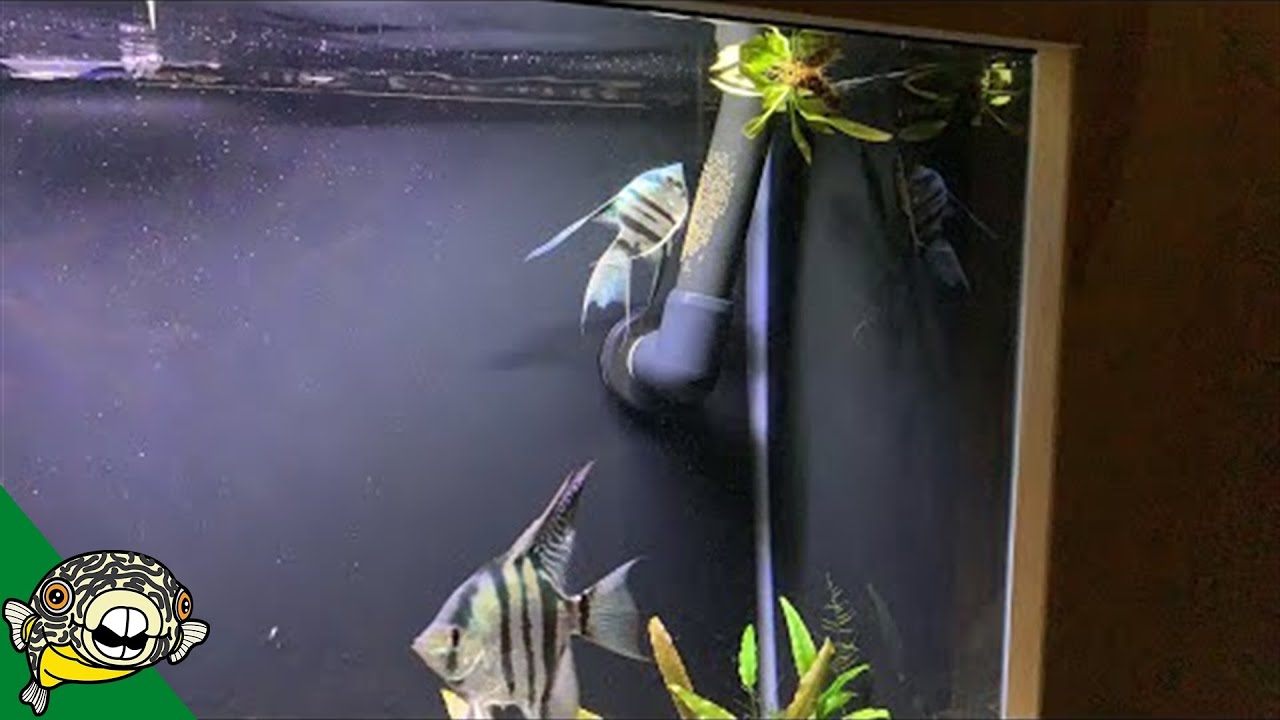 aquarium plants Blue angels are laying eggs!