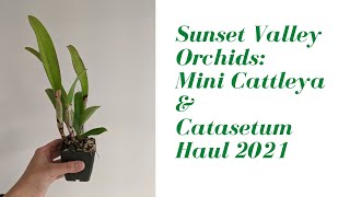 Sunset Valley Orchids | Mini Cattleya & Catasetum Haul for my Grow Lights - 1st Orchid Haul of 2021