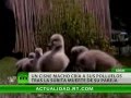 Amor de los cisnes rompe las reglas de la naturaleza