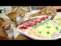 チキンラーメンに入りたいマンチカンの猫家族たち Noodle sofa for cats