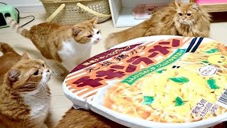 チキンラーメンに入りたいマンチカンの猫家族たち Noodle sofa for cats