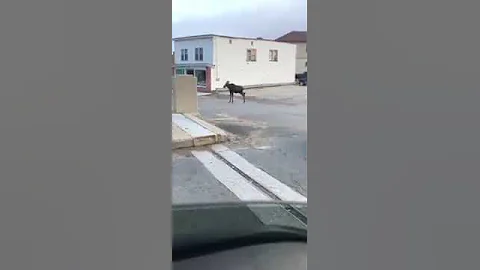 Moose wanders Rumford, Maine (David Adley video)