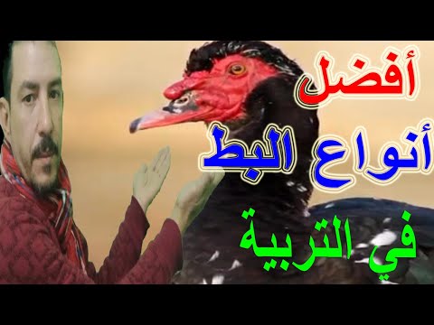 فيديو: Silane Guard - زجاج سائل: مراجعات وطريقة التطبيق