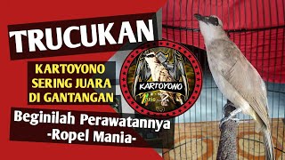 SERING JUARA di Gantangan BEGINILAH PERAWATAN TRUCUKAN KARTOYONO