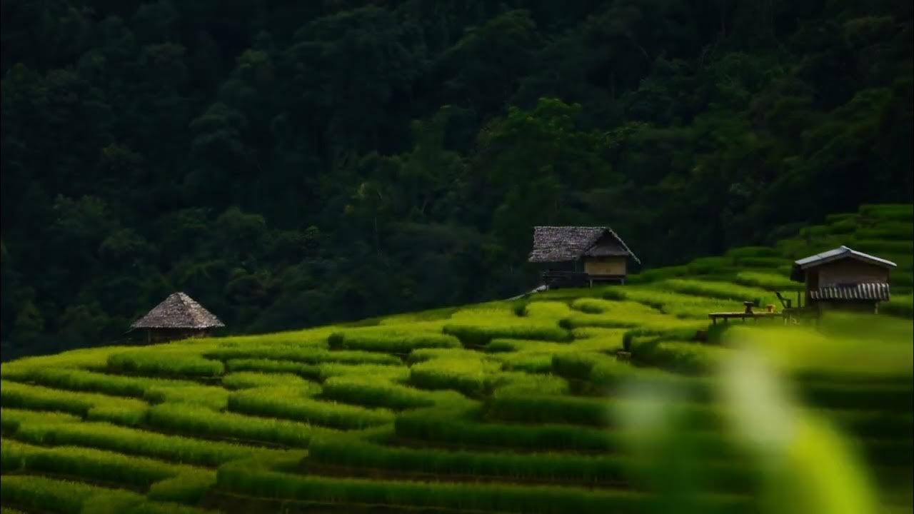 Green Breeze | Peaceful Instrumental in Fresh Nature Surroundings Green Breeze | Peaceful Instrumental in Fresh Nature Surroundings