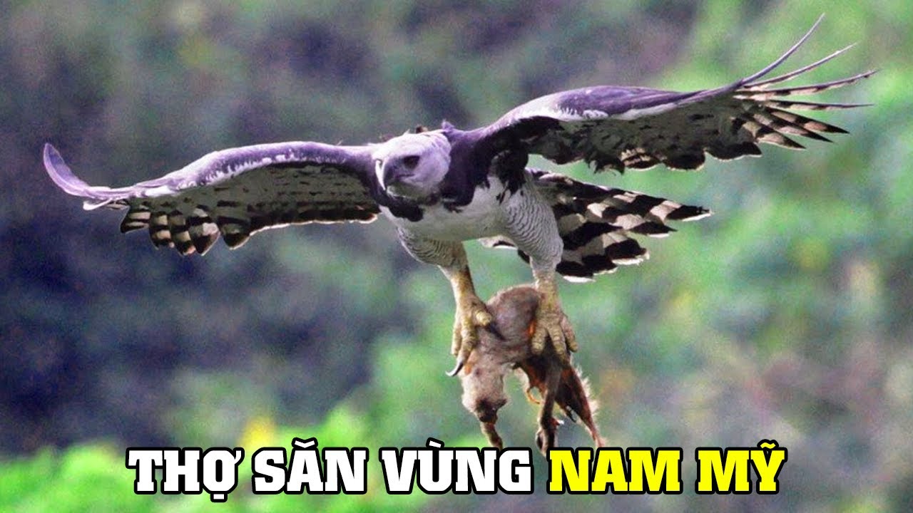 ⁣Đại Bàng Harpy - Vị Vua Bầu Trời Amazon | Khám Phá Thế Giới Động Vật Hoang Dã