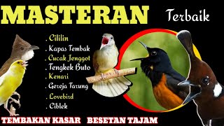 Download Lagu Masteran Terbaik! Murai Batu Trotolan TERLENGKAP MUDAH DITIRU ‼️ MP3 Download Lagu Masteran Terbaik! Murai Batu Trotolan TERLENGKAP MUDAH DITIRU ‼️ MP3