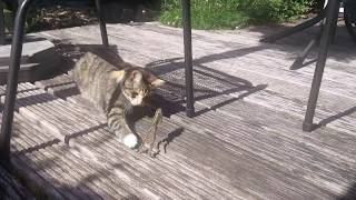Cat chasing a frog, squeaking like a mouse