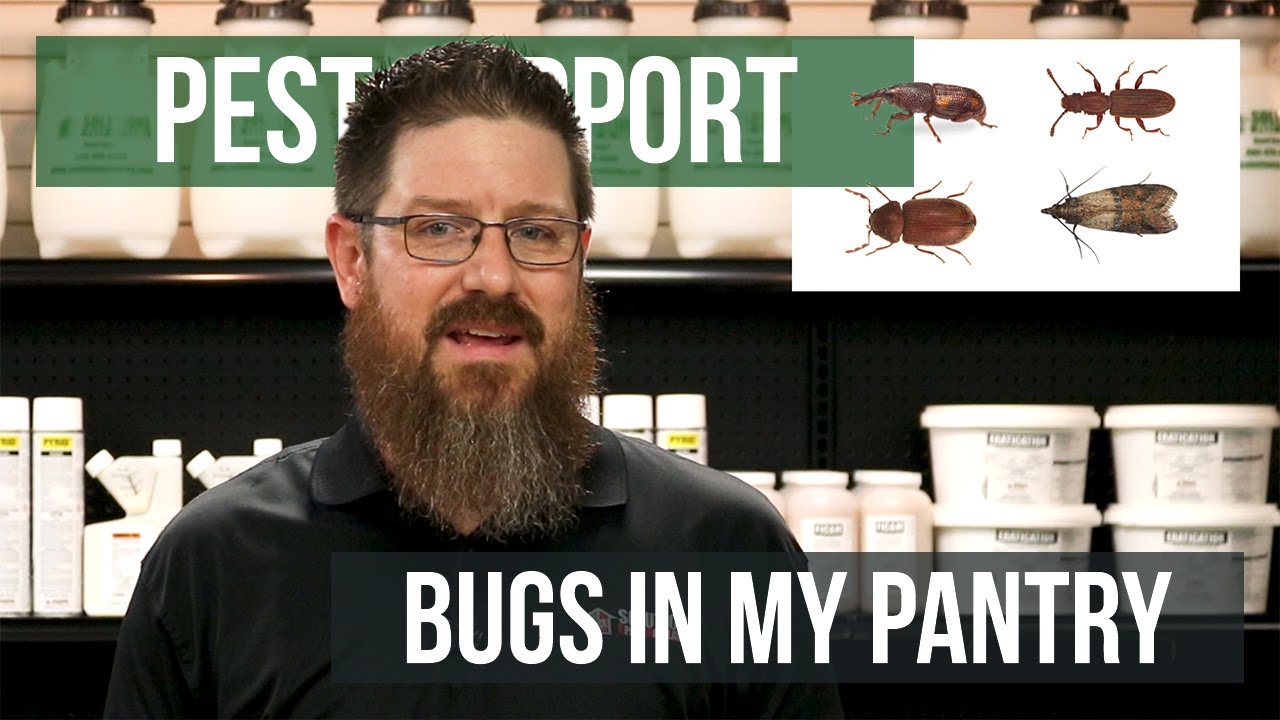 Are You Struggling With Pantry Pests In Milford?