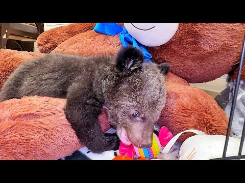 Мишутка сначала УСТРОИЛ ЗАБАСТОВКУ, но в итоге СДАЛСЯ)) А потом он НАПАЛ НА ТИГРА, и других мишек)))