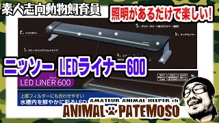 初めて金魚を飼う!!水槽照明編(ニッソー LEDライナー600 ブラック) 【金魚・Goldfish】