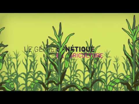 Vidéo: Comment le génie génétique est-il utilisé en agriculture?