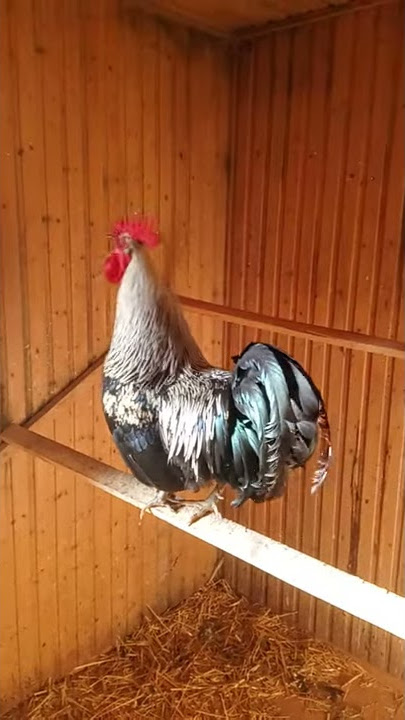 Tuppen på Grävelsta