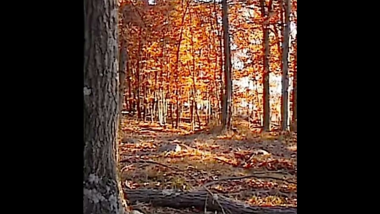 [free] surrenderdorothy + greaf type beat 