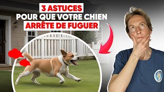 3 Astuces Pour Que Votre Chien Arrête De Fuguer