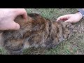 European Shorthair cat comes over to us の動画、YouTube動画。