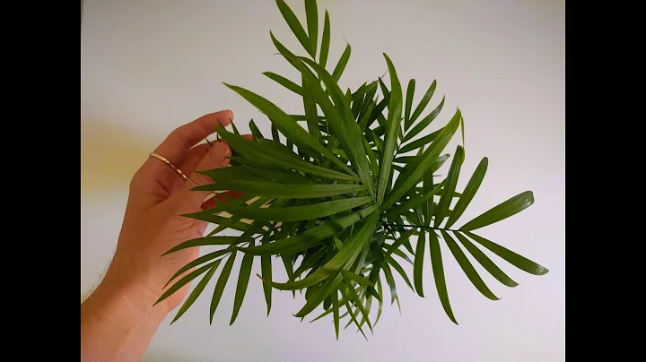 ASMR | Pot Plant Collection | Whisper