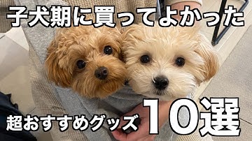 犬用便利グッズ Youtube