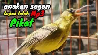 suara anakan sogok ontong memanggil