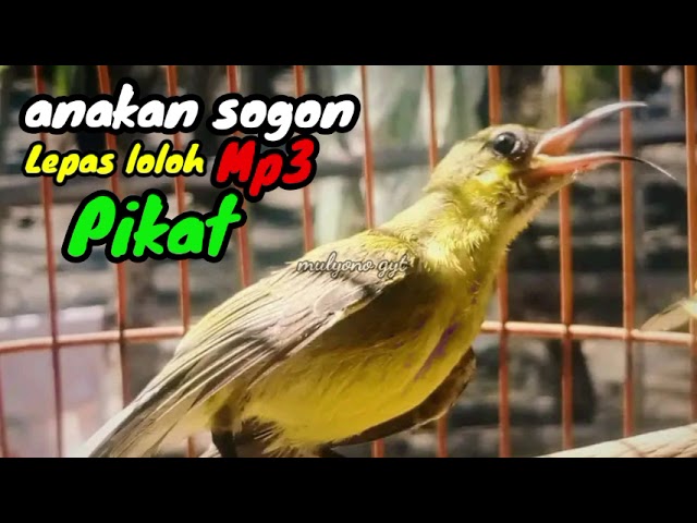 suara anakan sogok ontong memanggil class=