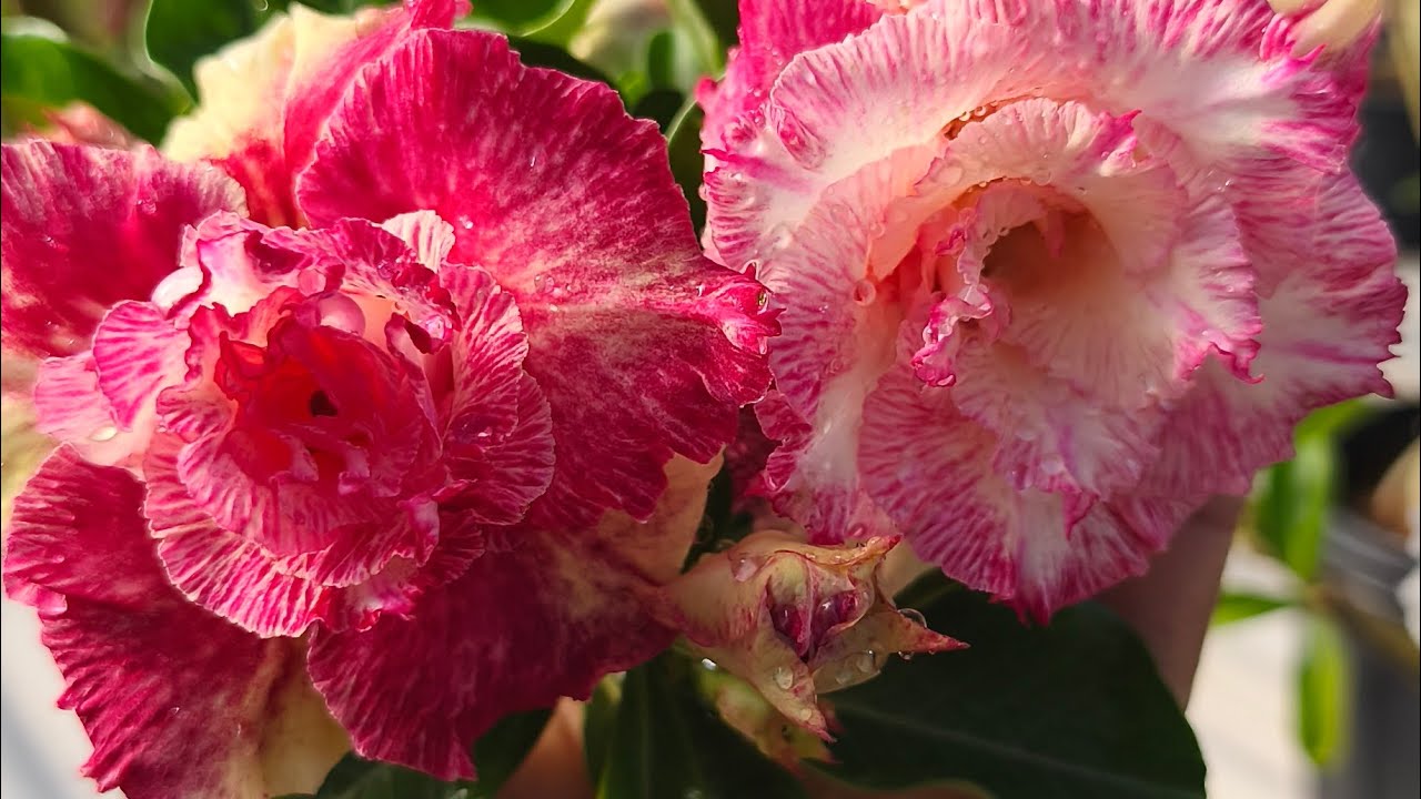 ROSA DO DESERTO BEAUTY , CELÍS , GOLDEN CICADA , BOUQUET MATIZADA UM LUXO 🥰🥳🎉