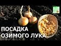 ВСЁ о посадке ОЗИМОГО ЛУКА!!! Посадка лука под зиму