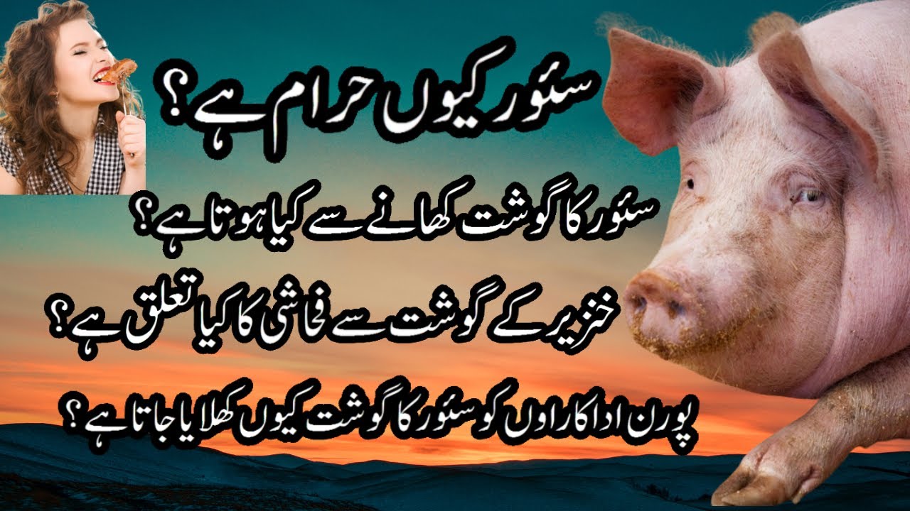 suar kyu haram hai Why Pork Meat Is Haram In Islam khinzeer (pig) ka
