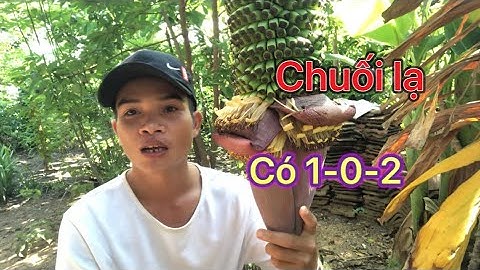 Cây chuối độc lạ có 1-0-2 | chuối lạ nhất thế giới | Luom Vlogs