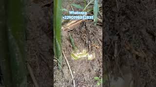 Cour sur le gingembre #agriculture #afrique #fruit #agro