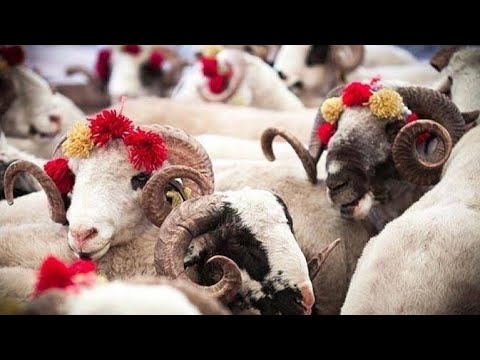 kurbanlık koyun fiyatları 2024 | küçükbaş hayvan videoları
