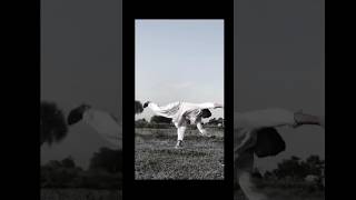 Bashirs Kings Man Acha Se Weldon Jump