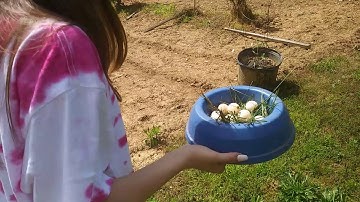 Snapping Turtle laying Eggs in my Garden!!! Video 3