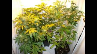 Auto LowRyder - Jurnal 20