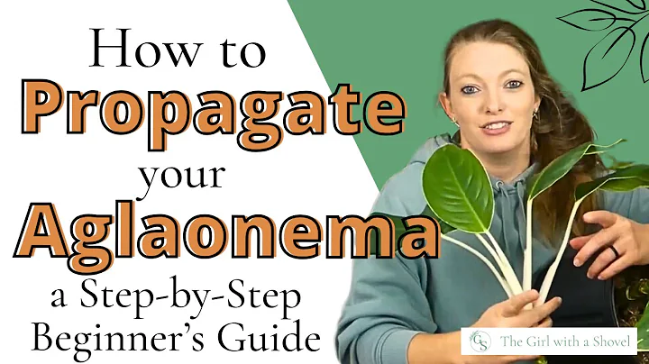 Grow More Chinese Evergreen Plants for FREE — with Propagation Tips!