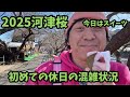 【2025河津桜】 2.8休日混雑状況　桜満開餅　ヅケプリ　河津桜まつり　お得情報