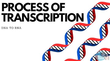 Transcription: DNA to RNA