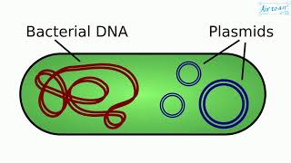 plasmid