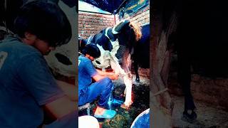 PLEASE SUBSCRIBE ME 🔥✅ Vishwakarma dairy farm 🐄🥛#diaryfarming #farming #village #hardwork #explore 📌