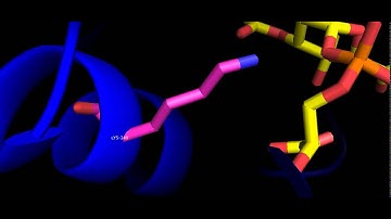 Catalysis of Transglycosylation