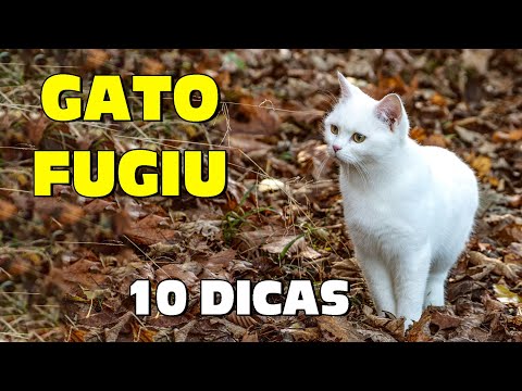 Vídeo: As melhores maneiras de localizar um gato desaparecido