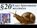 Биология 7 § 20 Класс Брюхоногие моллюски