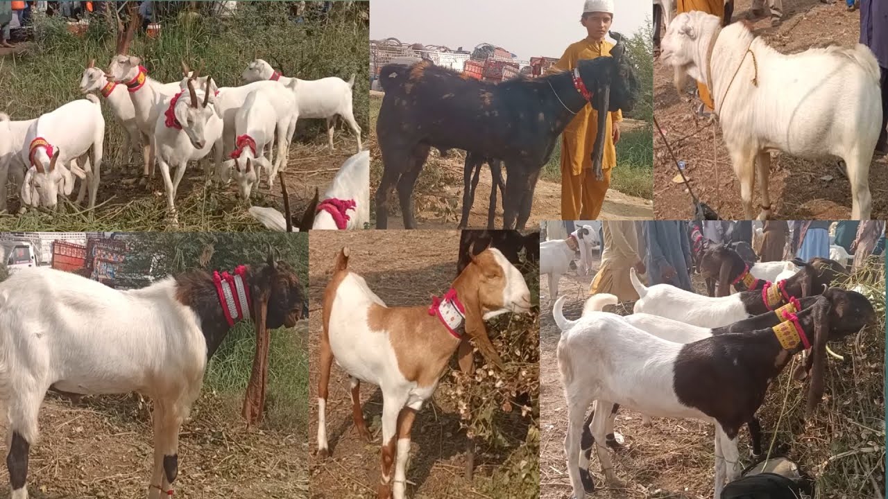 Goat breeds in Sindh