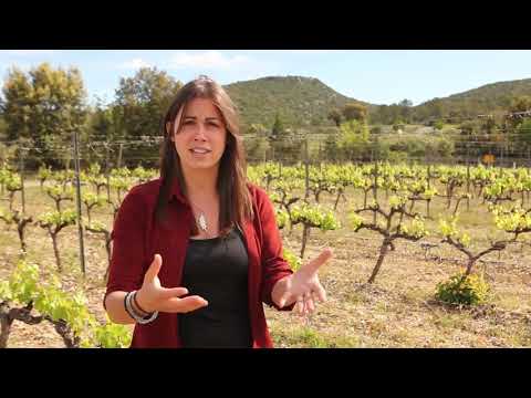 Video: Ce fel de vin este languedoc?